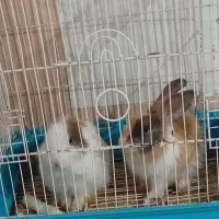 دوتا خرگوش سالم ۶۰۰