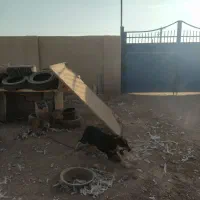 سگ نگهبان (مخصوص باغ)|سگ|برخوار, |دیوار