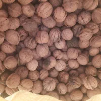 گردو|خوردنی و آشامیدنی|قم, باجک سه|دیوار