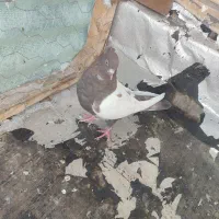 سینه سرخ|پرنده|فولادشهر, B8|دیوار