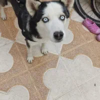 سگ هاسکی|سگ|شیراز, شهرک بهار|دیوار