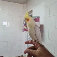 یه جفت عروس هلندی