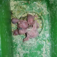 مرغ عشق رنگین کمانی  پروانه‌ای با جوجه