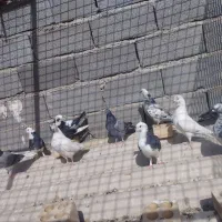 کبوتر
