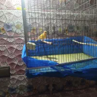 قناری|پرنده|کیار, |دیوار