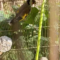 سره مست بخون