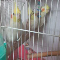 دو عدد عروس هلندی