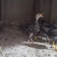 جوجه گلین پنگوئنی