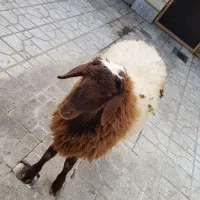 گوسفند زنده گوسفند خونی