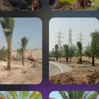 نخل هایی ک به زیبا ترین درختان جهان معروفند|خدمات باغبانی و درختکاری|رشت, فرودگاه سردار جنگل رشت|دیوار