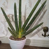 سه تاگل مادری زیبامقاوم