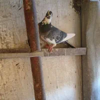 پلاکی|پرنده|شهرکرد, |دیوار