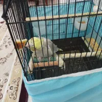 عروس هلندی نر+قفس بزرگ