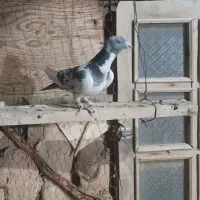 کفتر پلاک عراق.|پرنده|شاهرود, |دیوار