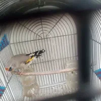 سهره کرمانی|پرنده|شیراز, تندگویان|دیوار