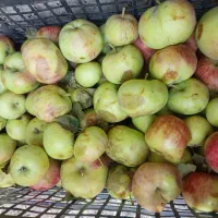 سیب ترش ضایعاتی برای سرکه