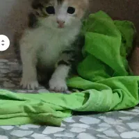 با اصالت ونژاد|گربه|کاشان, پامنار|دیوار