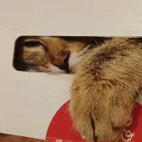 گربه من گمشده|حیوانات|حمیدیا, |دیوار