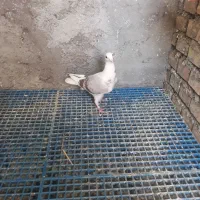 کبوتر دوبال