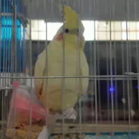 عروس هلندی شیطون