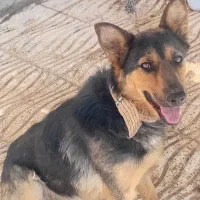 سگ ژرمن شپرد