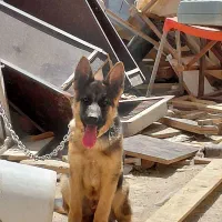 سگ ژرمن شپرد