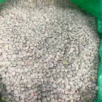 عدس درجه یک ایرانی