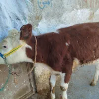 یک عدد گوسال سیمینتال ماده کور غرفه ی سبزیوند