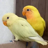 ۳ تا جوجه برزیلی خوشگل
