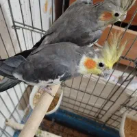 جفت عروس هلندی نر و ماده مولد|پرنده|پارس‌آباد, |دیوار