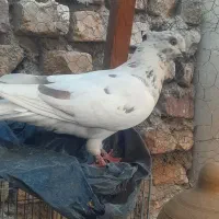 کبوتر|پرنده|نائین, |دیوار