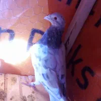 کفتر سار سرونج