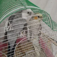 جفت عروس هلندی