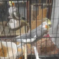 مرغ عشق و طوطی هلندی|پرنده|زهک, |دیوار