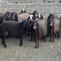 فروش بره قربانی افشار