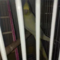 عروس چش شرابی|پرنده|میانه, |دیوار