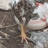 مرغ لاری معاوضه دارم