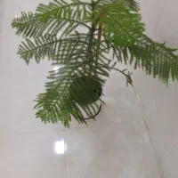گل کاج|گل و گیاه طبیعی|قائن, |دیوار
