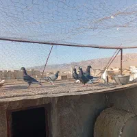 کفتر