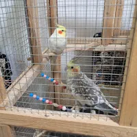 دو تا عروس هلندی نر وماده|پرنده|کرمانشاه, |دیوار