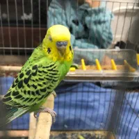 مرغ عشق|پرنده|پیرانشهر, |دیوار