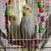 فروش فوری جوجه عروس هلندی|پرنده|مشهد, جاهد شهر|دیوار