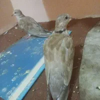 کبوتر