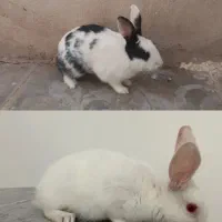 فروش جفت خرگوش