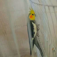 عروس هلندی نر|پرنده|قرچک, شهرک طلائیه|دیوار