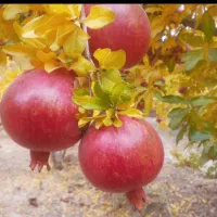 انار درجه یک و درجه دو