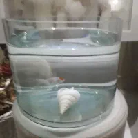 1 عدد ماهی گلدفیش همراه با تنگ تمام گرد