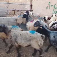 میش  درجه یک جوان