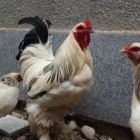 تخم نتفه دار و فروش مرغو خروس نژاد دار
