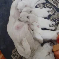 سگ پشمالو